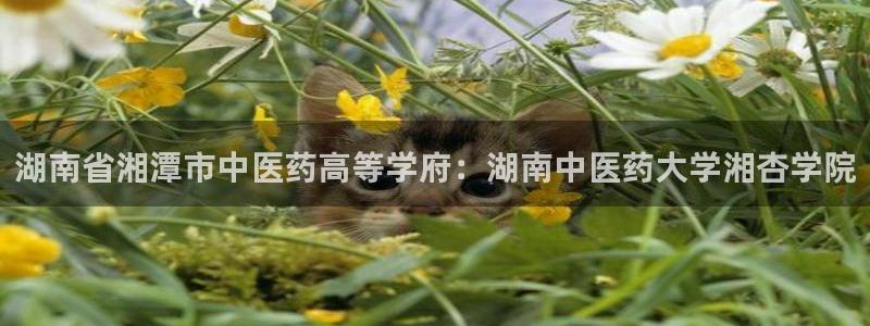 ag怎么变成九游会了